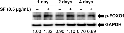 Figure S2 SF increased phosphorylation of FOXO1.Notes: SF (0.5 μg/mL) was treated with differentiation medium. HSkMCs’ differentiation was induced for 1 day, 2 days, and 4 days. Phosphorylation of FOXO1 was observed by Western blot. p-FOXO1 levels were normalized to the levels of GAPDH.Abbreviations: HSkMCs, human skeletal muscle cells; SF, Schisandrae fructus; GAPDH, glyceraldehyde 3-phosphate dehydrogenase.