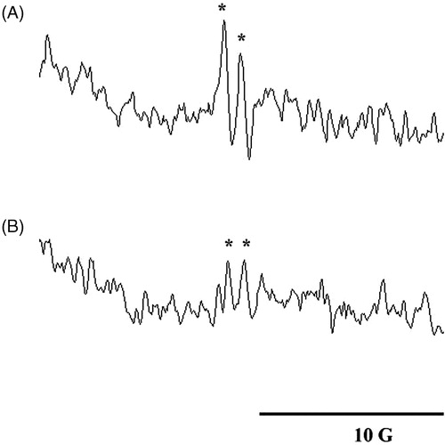 Figure 4.  ESR spectra obtained from the (A) interstitial fluid and (B) plasma of a lymphedematous mouse in the presence of DMPO (100 mM). Instrument parameters were as follows: modulation amplitude, 1 G; time constant, 164 ms; and scanning for 42 s using three accumulated scans. The ESR spectra are labeled to show their components: DMPO-ascorbyl radical adduct (*).