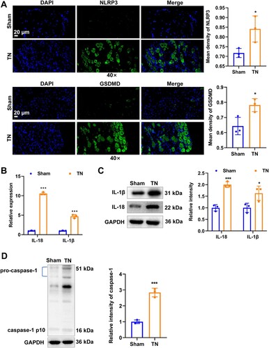 Figure 2. TN accompanied by pyroptosis activation. (A) Representative images of immunofluorescence of NLRP3 (green) and GSDMD (green) staining. Scale bar: 20 μm. (B) The mRNA expression of inflammatory mediators of IL-1β and IL-18 was detected by RT-qPCR. (C) The protein level of inflammatory mediators of IL-1β and IL-18 was detected by western blot. (D) The protein level of caspase-1 was detected by western blot. * p < 0.05, *** p < 0.001.