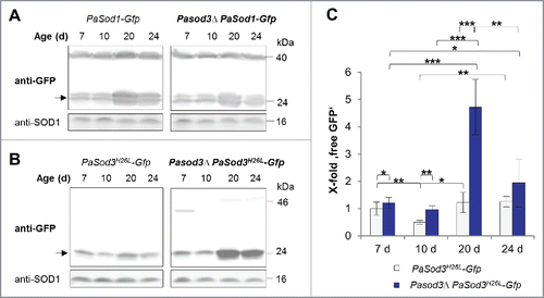 Figure 4. Mitophagy is induced during aging of Pasod3Δ. (A) Monitoring autophagy by western blot analysis of 7-, 10-, 20- and 24-d-old PaSod1-Gfp compared with Pasod3Δ PaSod1-Gfp. (B) Monitoring mitophagy by western blot analysis of 7-, 10-, 20- and 24-d-old PaSod3H26L-Gfp compared with Pasod3Δ PaSod3H26L-Gfp. (C) GFP protein levels of 7- (n = 10), 10- (n = 3), 20- (n = 6) and 24- (n = 3) d-old PaSod3H26L-Gfp and Pasod3Δ PaSod3H26L-Gfp normalized to the level of PaSOD1. Protein abundance in 7-d-old PaSod3H26L-Gfp was set to 1. Error bars correspond to the standard deviation. P values were determined between cultures of the same strain or between wild type and mutant of the same age by the paired Student t test.