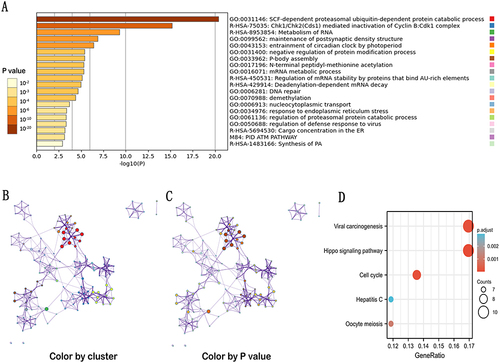 Figure 9 GO and KEGG enrichment analyses of GNPNAT1. (A) GO enrichment analyses of GNPNAT1. (B) GO enrichment interactive network colored by cluster-ID (C) and P-value. (D) KEGG enrichment analyses of GNPNAT1.