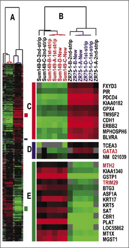 Figure 2. Hierarchical clustering analysis of virgin, first stripped, and second stripped arrays hybridized with cRNA from two different cell lines using the breast tumor intrinsic gene set of 534 genes (Citation12).(A) Scaled-down version of the complete cluster diagram. (B) Close-up of the sample-associated dendrogram. (C) Luminal epithelial gene cluster. (D) A second luminal epithelial enriched cluster. (E) Basal epithelial-enriched gene cluster.