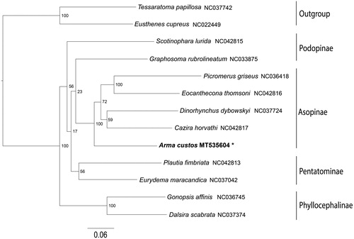 Figure 1. Phylogeny of Arma custos and other 12 Pentatomoidea species which was inferred from ML analysis of the 13 protein-coding genes and two rRNAs genes. Number above each node indicates the ML bootstrap support values. The newly sequenced mitochondrial genome is highlighted by the asterisk.