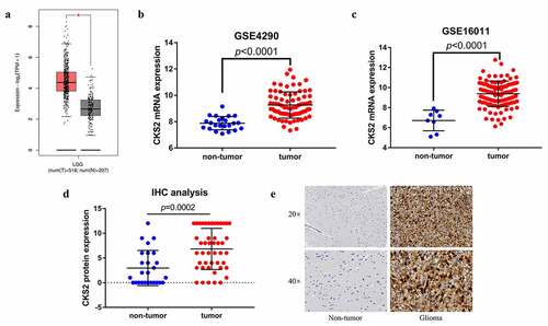 Figure 1. The differential expression of CKS2 in LGG tissues and non-tumor tissues. (a-c) Differential expression of CKS2 mRNA in LGG tissues and normal brain tissues in GEPIA2, GSE4290 and GSE16011 (*P < 0.05). (d) Differential expression of CKS2 protein in LGG tissues and adjacent normal brain tissues. (e) Representative images of the CKS2 protein expression in LGG tissues and adjacent normal brain tissues