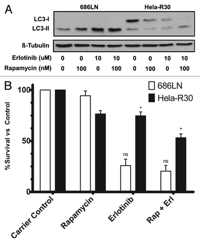 Figure 3. Rapamycin treatment of EGFR-TKI resistant cells induces autophagy and increases cell death when combined with erlotinib treatment. (A) 686LN, a TKI sensitive cell line, and Hela-R30, an in vitro generated TKI resistant cell line, cells were treated with carrier control (1:1000 DMSO), 100 nM rapamycin, 10 μM erlotinib or both 100 nM rapamycin and 10 μM erlotinib for 24 h. Whole cell lysates were subjected to immunoblotting for LC3 and β-tubulin. Both rapamycin and erlotinib alone induce LC3-II accumulation in 686LN cells but neither agent alone induces significant LC3-II accumulation in Hela-R30 cells. Conversely, combination treatment with both rapamycin and erlotinib induces LC3-II accumulation in Hela-R30 cells while causing more significant accumulation in 686LN cells. Images shown are representative of three experimental replicates. (B) 686LN and Hela-R30 cells were treated with with carrier control (1:1000 DMSO), 100 nM rapamycin, 10 μM erlotinib or both 100 nM rapamycin and 10 μM erlotinib for 72 h and assayed for viability using Cell-Titer-Glo luminescence assay. In Hela-R30 cells, rapamycin and erlotinib cotreatment significantly increased cell death relative to either agent alone. Conversely, rapamycin treatment exhibited only minimal effects in 686LN cells either alone or when combined with erlotinib. Graph shown is percent survival normalized to carrier control. nsUnpaired t-test P value = 0.32. *Unpaired t-test P value = 0.0024.