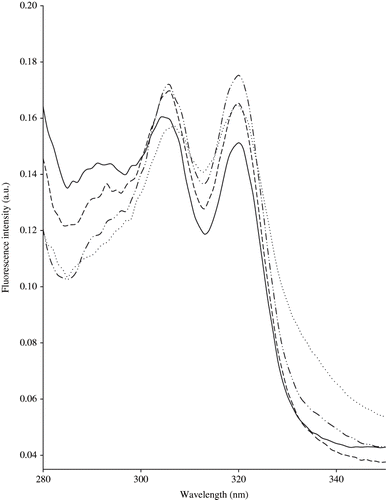 Figure 3 Normalised fluorescence spectra of vitamin A recorded following emission at 410 nm on central M1 zone (—), external M1 zone (…), central M3 zone (− − −), and external M3 zone (−··−··−) cheeses.
