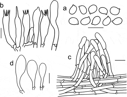 Figure 11. Microscopic features of Tricholomopsis campestris (type, HKAS 116178). (a) Basidiospores; (b) Hymenium; (c) Pileipellis; (d) Cheilocystidia. Bars: a – b = 10 μm, c – d = 20 μm.