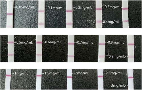 Figure 3. Optimisation of the LFIA. (A) Optimisation of the working solutions for the lateral flow immunoassay (LFIA). LFIA using conventional working solution, from left to right are water, PBS, and 10% alcohol water solution, all of their C lines can’t be coloured. (B) Optimisation of the solvent volume used to dissolve colloidal gold-labelled antibodies. The colour of lines decreased with the concentration of PB increased. Considering the production cost and colour of lines, the optimal volume to dissolve the labelled antibodies was 400 μL. (C) Optimisation of the antigen concentration immobilised on the NC membrane. The concentration of the antigen increased from 0.05 to 3 mg/mL, and the four most recognisable concentrations were finally selected as the scribing concentrations.