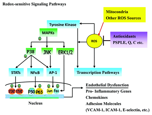 Figure 7. The mechanism by which PSPLE and its components influence redox-sensitive signaling pathways in endothelial cells. The antioxidative components of PSPLE, quercetin and cyanidin, may downregulate intracellular redox-dependent signaling pathways in HAECs upon TNF-α stimulation, which may prevent ROS-mediated endothelial cell dysfunction.