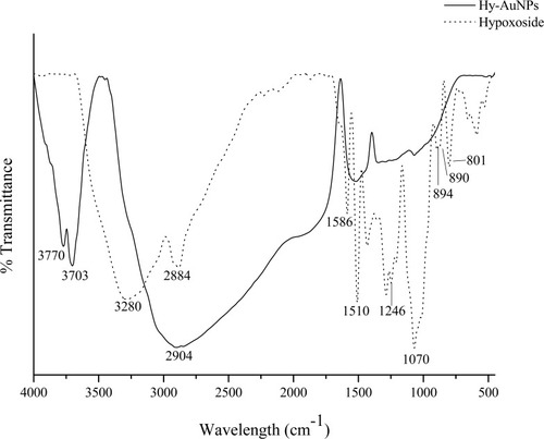 Figure 4 FTIR spectra of hypoxoside and Hy-AuNPs.