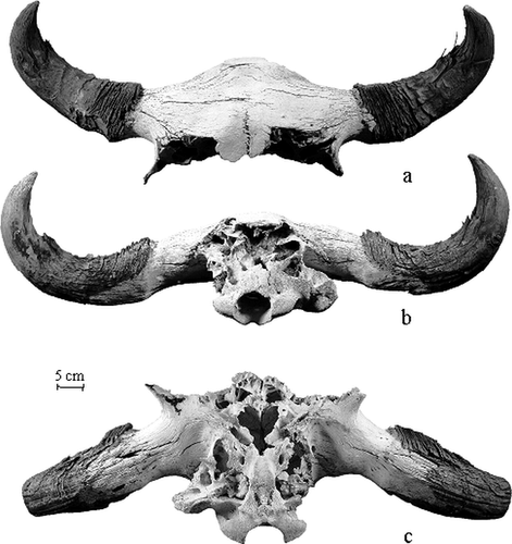 Figure 2 Gilbert Peak bison skull: (a) dorsal view, (b) nuchal view, and (c) basal view.