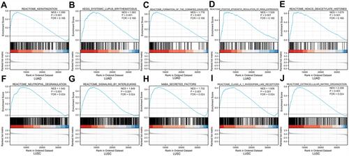 Figure 8 Enrichment plot from the GSEA. Enrichment plots of (A) keratinization, (B) systemic lupus erythematosus, (C) formation of the cornified envelope, (D) positive epigenetic regulation of RRNA expression, and (E) HDACS deacetylate histones in LUAD cases with high ARL14 expression. Gene set enrichment plots of (F) neutrophil degranulation, (G) signaling by interleukins, (H) NABA secreted factors, (I) class A1 rhodopsin like receptors, and (J) extracellular matrix organization in LUAD or LUSC cases with high ARL14 expression.