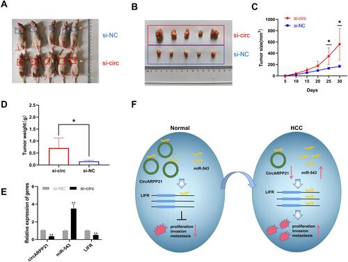 Figure 6 Knockdown of circARPP21 promotes HCC cell growth in vivo. (A) Representative images of the HCC tumor bearing BALB/c nude mice. (B) Comparison of the tumor size of xenograft tumors induced by circARPP21 silencing and control in transfected Huh7 cells. (C) The growth curve of xenograft tumors, which were measured every five days in vivo. (D) Comparison of tumor weight between si-NC and si-circARPP21 transfected cells. (E) The expression of circARPP21, miR-543 and LIFR in xenograft tumors measured by RT-qPCR. (F) Schematic representation of the circARPP21 mechanism in HCC cells. *p < 0.05, **p < 0.01.