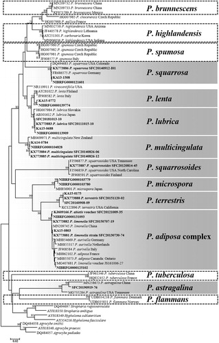 Figure 1. Phylogenetic trees based on neighbor-joining (NJ) analysis of the ITS region in Pholiota species. Bootstrap support values (1000 replicates) >70% are presented. The recorded Korean Pholiota species are placed in boxes. The shaded boxes represent confirmed species and the dotted boxes represent unidentified species in Korea. The scale bar indicates the number of nucleotide substitutions per site.