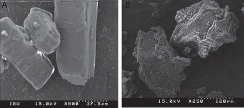 Figure 3.  Scanning electron micrographs: (a) flurbiprofen powder (×800); (b) flurbiprofen-loaded solid dispersion (×250).