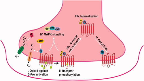 Figure 2. Opioid receptor signalling. αG: protein alpha subunit, arrestin phosphorylation-dependent GPCR scaffold; βγ: G-protein beta-gamma subunit; cAMP: cyclic adenosine monophosphate; ERK ½: extra-cellular signal-regulated kinase; JNK: c-Jun N-terminal kinase; p38: p38 MAPK; P: phosphorylation.