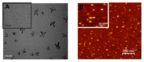 Figure 4 Transmission electron microscopy (A) and atomic force microscopy (B) of G5G2.5.