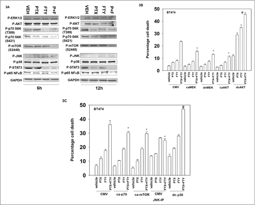 Figure 3. Regulation of PI3K/AKT/mTOR signaling by FTY720 and pemetrexed treatment. (A) BT474 cells were treated with Vehicle (VEH), pemetrexed (PTX, 0.5 μM) FTY720 (FTY, 0.25 μM) or the drugs in combination. Six and 12h after drug treatment cells were isolated and lysates subjected to SDS PAGE followed by immunoblotting against the indicated phospho-proteins. (B) BT474 cells were transfected with either: empty vector plasmid CMV or with plasmids to express activated forms of AKT and MEK or express dominant negative forms of AKT and MEK. Twenty four h after transfection cells were treated with Vehicle (VEH), pemetrexed (PTX, 0.5 μM) FTY720 (FTY, 0.25 μM) or the drugs in combination. Twenty four h after drug treatment cells were isolated and viability determined by trypan blue exclusion assay (n = 3, +/− SEM). *P < 0.05 less than corresponding value in CMV transfected cells; #p < 0.05 greater than corresponding value in CMV transfected cells. (C) BT474 cells were transfected with either: empty vector plasmid CMV or with plasmids to express activated forms of p70 S6K and mTOR or express a dominant negative form of p38α. As indicated cells were pre-treated with the JNK inhibitory peptide (JNK-IP, 10 μM). Twenty four h after transfection cells were treated with Vehicle (VEH), pemetrexed (PTX, 0.5 μM) FTY720 (FTY, 0.25 μM) or the drugs in combination. Twenty four h after drug treatment cells were isolated and viability determined by trypan blue exclusion assay (n = 3, +/− SEM). *P < 0.05 less than corresponding value in CMV cells.