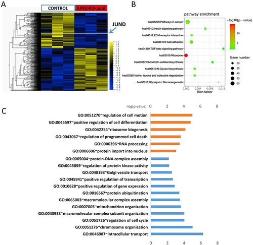 Figure 4 JUND regulated multiple processes and pathways involved in cervical cancer. (A) Differential expressed genes of the JUND-KO pool. The levels of JUND are indicated with a white line. (B) Enriched KEGG pathway analysis of differential expressed genes in JUND-KO pool group (C) Enriched GO biological process of up-regulated genes (Orange) and down-regulated genes (blue) in JUND-KO pool. The X-axis of histogram is −log10(P value) of individual terms calculated by right-sided hypergeometric test and corrected with Bonferroni. GO categories are indicated on Y-axis.