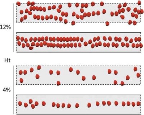 Figure 2. Simulations of RBC flow with (solid lines) or without (dashed lines) lateral confinement.