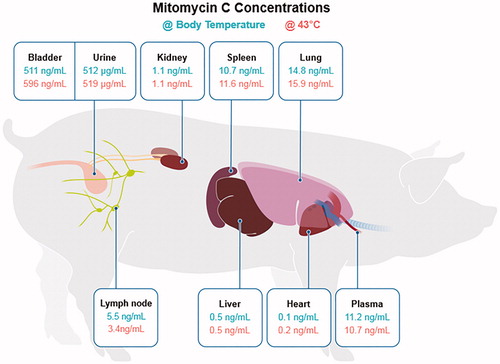 Figure 3. Median mitomycin C concentration in various organs and bodily fluid.