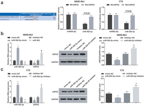 Figure 3. USP22 is targeted by miR-362-3p. (a), The binding site of miR-362-3p on USP22 3’UTR and the luciferase activity of WERI-Rb1 and Y79 cells. (b), miR-362-3p and USP22 expression in WERI-Rb1 cells by RT-qPCR and Western blot assay. (c), miR-362-3p and USP22 expression in Y79 cells by RT-qPCR and Western blot assay. * P < 0.05 vs. mimic NC group. + P < 0.05 vs. inhibitor NC group. N = 3. Measurement data were depicted as mean ± standard deviation, comparison between two groups was conducted by t test, comparisons among multiple groups were assessed by one-way ANOVA followed with Tukey’s post hoc test