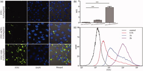 Figure 2. The binding ability of FITC-VHP-Fe3O4@SiO2 to endothelial cells with high expression of VCAM-1. (a) FITC-Fe3O4@SiO2, FITC-ACTH-Fe3O4@SiO2 and FITC-VHP-Fe3O4@SiO2 were incubated with stimulated MAECs and observed under confocal microscope. (b) The FITC fluorescence intensity corresponding to confocal microscope was calculated using Image J software. (c) The fluorescence intensity of MAECs after incubation with FITC-VHP-Fe3O4@SiO2 for 0, 0.5, 1, 2 h was analyzed by flow cytometry. ***p < .001.