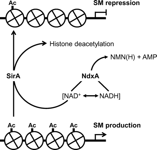 Figure 4. Schematic model of negative epigenetic control of secondary metabolite (SM) production by NdxA through NAD(H) hydrolysis.