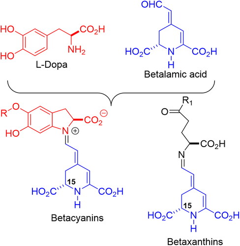 Figure 1. General structures of betaxanthins and betacyanins, and their biosynthetic precursors.