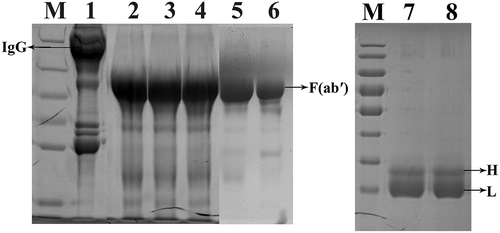 Figure 5. Analysis of purified F(abʹ)2 fragments during various purification steps by SDS-PAGE under reducing (Lane 1–6) and non-reducing (Lane 7–8) conditions. Lane 1, Hyperimmune horse sera diluted with pyrogen-free distilled water (1:2 v/v); Lane 2, Pepsin digested horse sera; Lane 3, Ammonium sulfate precipitate sample; Lane 4, Alum adsorbed sample; Lane 5, Centrifugal filtrated F(abʹ)2 fragments; Lane 6, A standard horse antitoxin for BoNT/A. Lane 7–8, Centrifugal filtrated F(abʹ)2 fragments under non-reducing conditions; M, protein markers 180, 130, 95, 72, 55, 43, 34, and 26 KDa (from top to bottom).