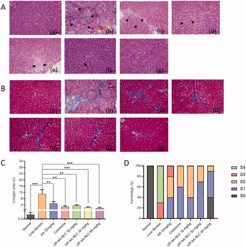 Figure 12. Histopathological analysis of anti-fibrosis efficacy. The hematoxylin-eosin (H&E) staining (A) and Masson staining (B) examination of the dissected livers at the treatment endpoint (scale bar: 200 μm). (a) Normal group; (b) Liver fibrosis group; (c) AA (32 mg/kg); (d) Colchicine; (e) UP-AA-NLC (16 mg/kg); (f) UP-AA-NLC (32 mg/kg); (g) UP-AA-NLC (64 mg/kg). (C) Statistical analysis of liver tissue collagen fiber area after treated with AA, colchicine and UP-AA-NLC. (D) Liver fibrosis grading for all rats according to histopathological results. Grade S0 was defined as healthy liver and from S1 (slight fibrosis) to S4 (severe fibrosis) was represented the severity of liver fibrosis.