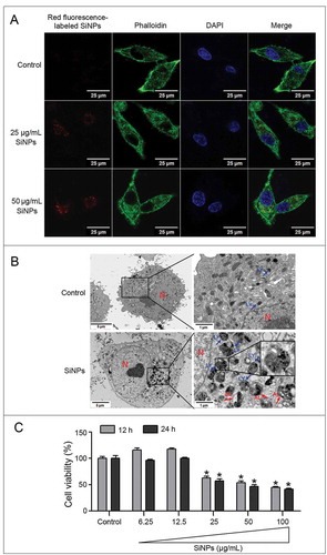 Figure 2. Cellular uptake and cytotoxicity of the SiNPs in the L-02 cells. (a) LSCM images of the L-02 cells with 25 μg/ml and 50 μg/ml red fluorescence-labeled SiNPs treatment for 24 h. Cells were fixed and assessed by staining the cytoskeleton with Acti-stain™488 phalloidin (green) and nuclei with DAPI (blue).Scale bar: 25 µm (b) TEM images of the L-02 cells with 25 μg/ml SiNPs treatment for 24 h. No SiNPs were observed in the control group and the subcellular structures were normal. Electron-dense SiNPs were dispersed in the cytoplasm, lysosomes, and autolysosomes in the SiNP-treated cells. The magnification view of the selected area shows lysosomes (blue arrows), autolysosomes (red arrows) containing aggregated SiNPs. N, nucleus; LY, lysosome; and AL, autolysosome. Scale bars: 1 μm and 5 μm. (c) Cytotoxicity was analyzed by a CCK-8 kit. The L-02 cells were treated with different doses of SiNPs (6.25, 12.5, 25, 50, and 100 μg/ml) for 12 h and 24 h. Data are expressed as mean ± SD. ··· p · 0.05 versus the control.