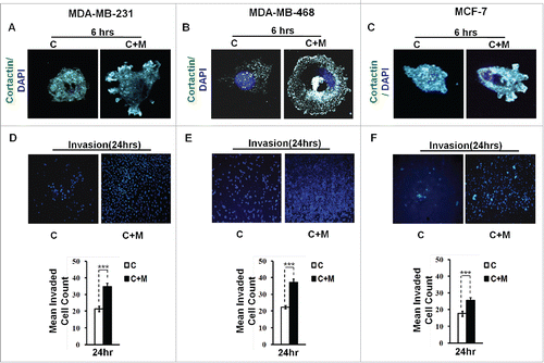 Figure 2. Invasive breast adenocarcinoma MDA-MB-231 and MDA-MB-468 and poorly metastatic breast cancer MCF-7 cells exhibited enhanced localization of cortactin to peripheral cellular structures and potentiated invasive activity in presence of THP-1 macrophages. (A, B and C) Macrophages stimulated formation of functional invadopodia in MDA-MB-231, MDA-MB-468 and MCF-7 cells as revealed by enhanced localization of cortactin to peripheral cellular structures and greater number of cortactin positive puncta overlying foci of matrix degradation in cancer cells co-cultured with macrophages [C+M] as compared to cells that were cultured alone [C]. (D, E and F) Representative images from the in vitro cell invasion assay. The matrigel transvasation assay (MDA-MB-231, MDA-MB-468 and MCF-7) revealed a significant increase in the invasive capacity of co-cultured [C+M] (24 h) cancer cells. Bars represent mean invasive cell count ±SE (*p < 0.05.). All the experiments were done in triplicates and repeated at least thrice. Abbreviations—C: Respective cancer Cells; C+M: Respective cancer cells co-cultured with macrophages.