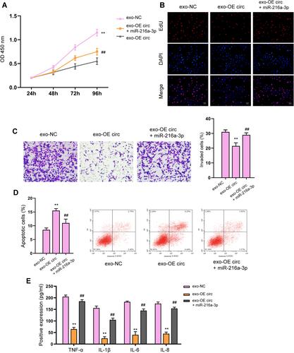 Figure 6 miR-216a-3p reverses circFBXW7-regulated fibroblast-like synoviocytes proliferation and migration. The MH7A cells were treated with exosomes isolated from circFBXW7 transfected MSCs along with miR-216a-3p mimics or negative control (NC). (A) Cell viability was measured by CCK-8 assay. (B) Cell proliferation detected by EdU assay. (C) The cell invasion was assessed by transwell. (D) Cell apoptosis determined by flow cytometry. (E) The levels of TNF-α, IL-1β, IL-6 and IL-8 were analyzed by ELISA assay. ** P < 0.01 vs exo-NC, ##P < 0.01 vs exo-OE circ.
