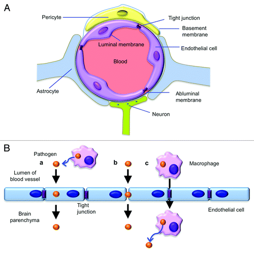 Figure 1. (A) The illustration of the blood-brain barrier (BBB). The BBB is a multi-cellular structure at the interface of circulation and the central nervous system. It is composed of brain microvascular endothelial cells, astrocytes, pericytes and neurons. The main function of the BBB is to maintain the neural microenvironment by regulating the changes of the levels of molecules in the blood, and protect the brain by blocking the entry of toxins and microorganisms that are circulating in the blood. (B) Pathogens can cross the BBB transcellularly, paracellularly and/or in infected phagocytes (the Trojan horse mechanism). In the transcellular traversal model (a), pathogens across the barrier by direct endocytosis of brain microvascular endothelial cells without disruption of intercellular tight junction. In the Paracellular traversal model (b), pathogens penetrate between barrier cells through loosen tight junction, and may or may not lead to tight-junction disruption. The “Trojan horse” mechanism (c) involves phagocytic microbial penetration of the barrier cells using transmigration within infected phagocytes. Pathogen cells are released from macrophages after penetration.