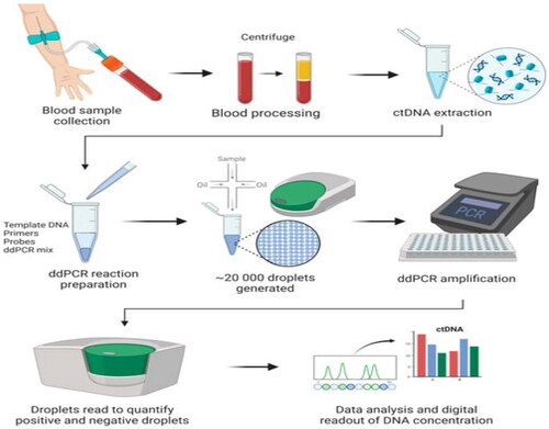 Figure 1. Typical workflow for ddPCR in cancer liquid biopsies (Adapted from Ugur Gezer et al.) [Citation22].