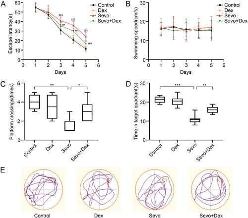 Figure 1. Dexmedetomidine improved sevoflurane-induced cognitive impairment in aged mice. (A) The escape latency and (B) swimming speed in the place navigation trial (n = 8). (C) The number of platform crossings and (D) dwelling time in the target quadrant in the spatial probe test (n = 8). (E) The representative swimming paths in the spatial probe test. All values are expressed as the mean ± SD. $p < 0.05, $$$p < 0.001 Sevo group vs Control group; ##p < 0.01, ###p < 0.001 Sevo + Dex group vs Sevo group; *p < 0.05, **p < 0.01, ***p < 0.001.