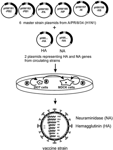 Figure 3. Eight-plasmid system for generating the reassortant influenza a virus. the A/PR/8/34 (H1N1) serves as the master strain to generate six plasmids representing its six different proteins. The plasmids containing HA or NA of interest were generated. 6 + 2 plasmids co-transfected 293T-MDCK cells and within 2–3 days after transfection, the recombinant influenza a virus was successfully generated. This figure is cited from ‘A DNA transfection system for generation of influenza a virus from eight plasmids.’ by Hoffmann, E., et al., 2000. Proceedings of the National Academy of Sciences. 97(11): p. 6108–6113 [Citation53].