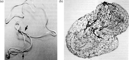 Figure 2.  (a) Self-parasitization of Cuscuta japonica. (b) Cross-section of parasite part. Haustorium intrude another one (Furuhashi et al. Citation1995).