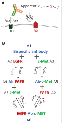 Figure 1. (A) Schematic representation of the cross-arm binding efficiency (χ), (B) the ligand-binding model structure for JNJ-61186372, an EGFR x c-Met bispecific antibody.