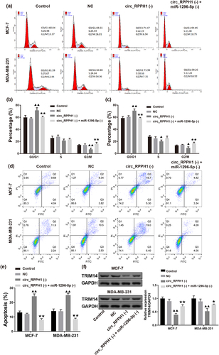 Figure 4. Circ_RPPH1 silencing blocked the G0/G1 phase and inhibited apoptosis in BC cells by increasing miR-1296-5p. (a-c) the effects of circ_RPPH1 silencing [circ_RPPH1(-)] and miR-1296-5p silencing [circ_RPPH1(-)] of the cell cycle in BC cells. Circ_RPPH1 silencing blocked the G0/G1 phase. (d-e) Circ_RPPH1 (-) promoted apoptosis in BC cells, but miR-1296-5p (-) reversed it. (f) Western blot assay was used to detect TRIM14 protein expression. Circ_RPPH1 (-) inhibited TRIM14 protein expression in MCF-7 and MDA-MB-231 cells, while mir-1296-5p (-) antagonized this. Data were presented as the mean ± SD, n = 3. ▲p < .05, ▲▲p < .01 vs. the Control group; ★★p < .01 vs. the circ_RPPH1 (-) group.
