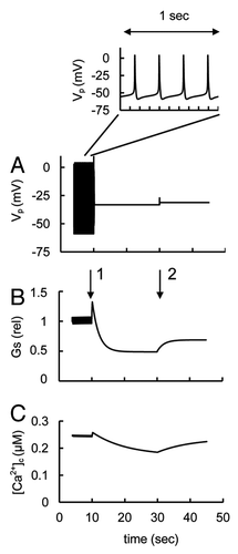 Figure 3. Modeling of spontaneous spikes, glucagon secretion and the changes of intracellular Ca2+ concentration in response to a step increase in glucose concentration in α-cells. (A) PM voltage (VP) and corresponding detailed spike picture. (B) Relative glucagon secretion rate (Gs). (C) Cytoplasmic calcium ([Ca2+]c) transient. Glucose-induced KATP conductivity changes were simulated by a step increase of the [ATP]/[ADP] ratio at the arrow (1) from a low (ATP/ADP = 2, that corresponds to 1.3 mM glucose in Fig. 2D) to an intermediate glucose level (ATP/ADP = 6, that corresponds to 3.6 mM glucose in Fig. 2D) and at the arrow (2) from an intermediate to high glucose level (ATP/ADP = 19, that corresponds to 25 mM glucose in Fig. 2D). All other parameters were taken from the basic set of parameters (Tables 1 and 2). Changes in Vp were simulated using Eqn. 1, [Ca2+]c using Eqn. 3, and relative glucagon secretion using Eqn. 6.