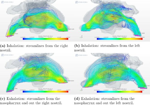 Figure 8. Airflow patterns for geometry 2 as indicated by streamlines during inhalation and exhalation.