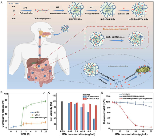 Figure 3 Lysozyme-triggered release of vancomycin from chitosan microgels for treating inflammatory bowel disease. (A) Schematic representation and mechanism of action of lysozyme-triggered nanoparticles. (B) Determination of Caco-2 cell activity in various treatment groups. (C) Inhibitory effect of N-CH-PANI@VM MGs on Staphylococcus aureus in various environments. (D) Cumulative release of lysozyme-induced VM in various simulated environments. Adapted from J Adv Res, volume 43, Li X, Hetjens L, Wolter N, et al. Charge-reversible and biodegradable chitosan-based microgels for lysozyme-triggered release of vancomycin. 87–96, Copyright 2023, with permission from Elsevier.Citation35