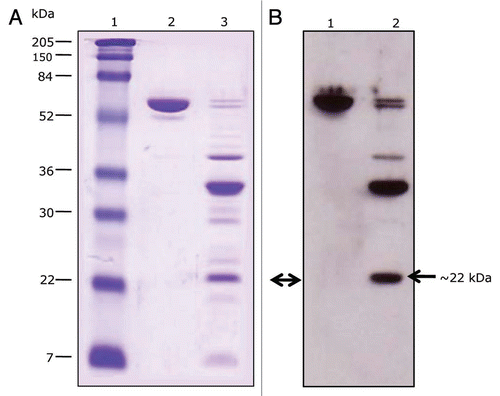 Figure 3 Cadherin receptor and Cry1Ab toxin binding analysis. (A) SDS-PAGE. Lane 1, molecular markers; lane 2, Cry1Ab toxin; lane 3, proteinase K-digested Cry1Ab. (B) Immunoligand blot. Cry1Ab toxin and its proteinase K proteolytic fragments were trans-blotted to a PVDF membrane and tested for their ability to bind the soluble toxin-binding region of BT-R1 (TBR). Lane 1, Cry1AB toxin; lane 2, proteinase K digested Cry1Ab. The smallest binding fragment of Cry1Ab (∼22 kDa, double arrow) was subjected to N-terminal amino acid sequence analysis. The N-terminal amino acid sequence is 442NSSVSIIRAPMFSWIHR458.