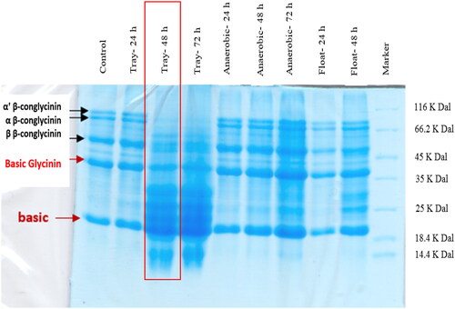 Figure 1. Glycinin and β-conglycinins content of soybean meal fermented by platter, aerobic and flooding methods using Bacillus subtilis spores at 0, 24, 48 and 72 h incubation.