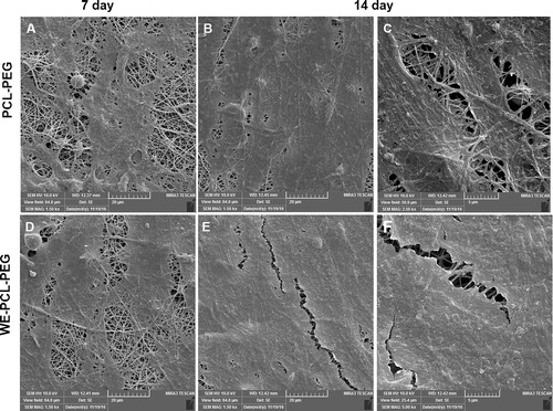 Figure 4. FE-SEM images of ADSCs morphology on the PCL-PEG nanofibers (A, B, C) and WE-loaded PCL-PEG nanofibers (D, E, F) after 7 and 14 days of seeding.
