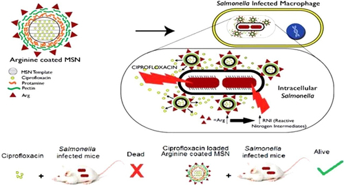 Figure 2 Arginine grafted mesoporous silica nanoparticle targeting intracellular Salmonella.