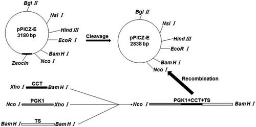 Figure 1. Construction of Rhodotorula glutinis integration vector pPICZ-PGK1-CCT-TS expressing exogenous CCT. Escherichia coli DH5α containing the pPICZ-rD plasmid was cultured and centrifuged to obtain the pPICZ-rD expression vector. To achieve efficient expression of the exogenous CCT gene under the strong promoter PGK1, we used overlap PCR to link the strong PGK1 gene and the CCT gene fragment and to ensure that no other sequences were present between the two gene fragments, thereby avoiding the abnormal expression of the target gene due to the introduction of other genes. The overlap PCR products and pPICZ-rD were digested with NcoI and BamHI respectively. After cleavage, the PGK1-CCT fragment and expression vector pPICZ-rD were purified, after which the purified PGK1-CCT fragment and pPICZ-rD expression vector were ligated using T4 DNA ligase to construct the pPICZ-PGK1-CCT recombinant plasmid.