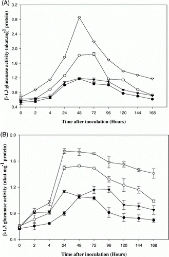 Figure 1.  β-1,3-glucanase activity in control and pathogen (Alternaria brassicicola) inoculated 10 days (A) and one month (B) old arugula (Eruca sativa) plants viz. T-27 and RTM-2002. – • – T-27 control, – ○ – T-27 inoculated, –▾– RTM-2002 control, – ▿ – RTM-2002 inoculated. Each value represents the mean of four replicates with SE determined. Mean differences were significant at ≤0.05% level.